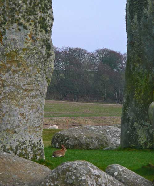 StonehengeBunny