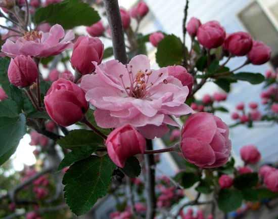 BrandywineBlossom1_W