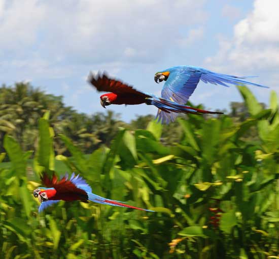 Macaws4A_W