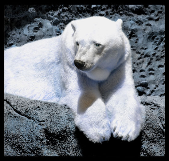 PolarBear_550