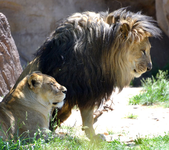 LionPair1_550