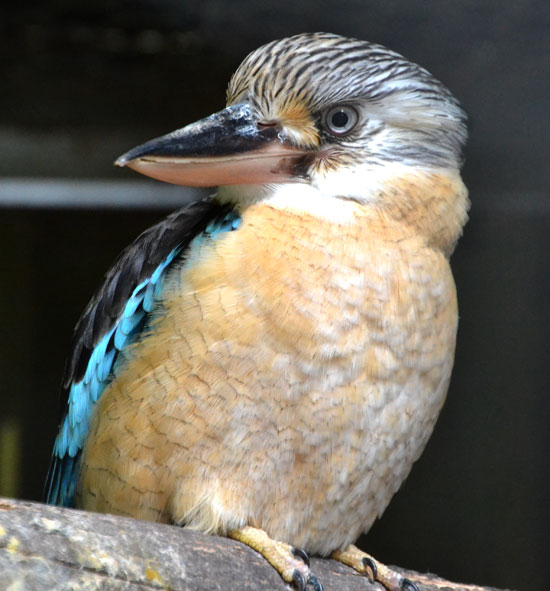 BlueWingedKookaburra1_550