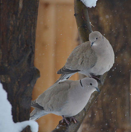 Doves1_550
