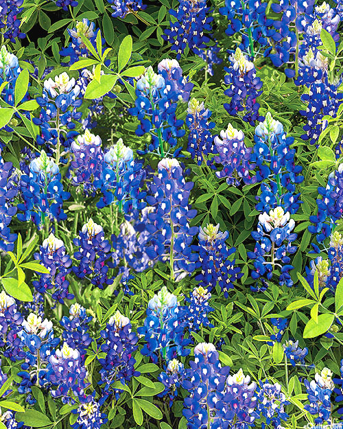 Flowers Of Friendship - Bluebonnet Flowers - Green - DIGITAL