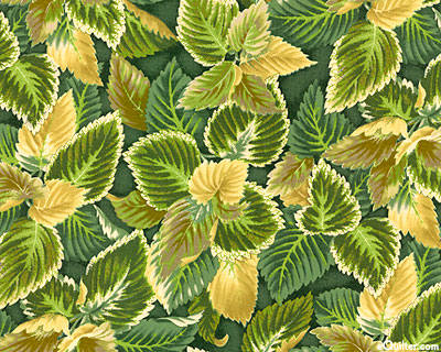 Flower Show III - Coleus Leaves Display - Pine Green