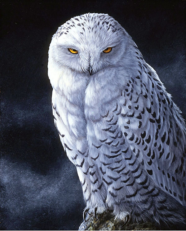 Spirit of the North - Snowy Owl - Soft Black - 36" x 44" PANEL