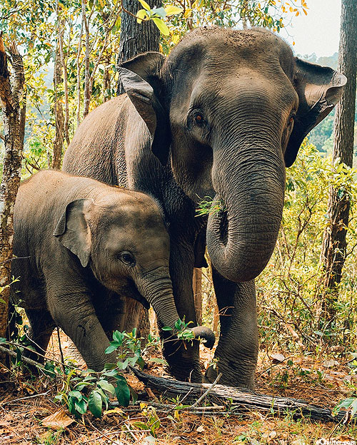 Endangered - Asian Elephant Panel - Leaf Green - 36" x 44" PANEL