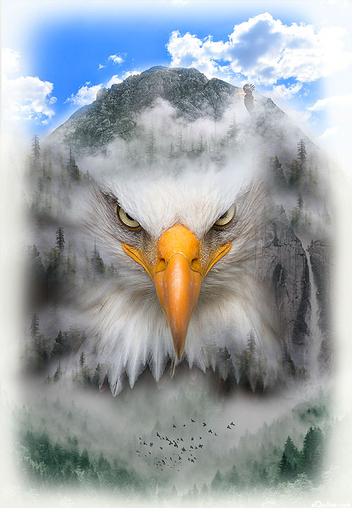 Call Of The Wild - Mountainous Eagle - White - 30" x 44" PANEL