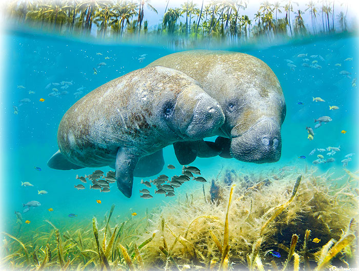 Call Of The Wild - Manatee Family - Ocean Blue - 34" x 44" PANEL