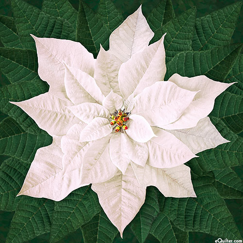 Dream Big Holiday - Poinsettias - Ivory - 43" x 44" PANEL
