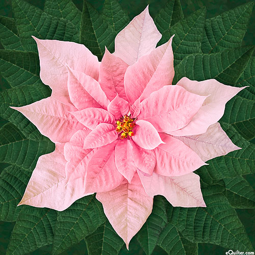 Dream Big Holiday - Poinsettias - Candy Pink - 43" x 44" PANEL