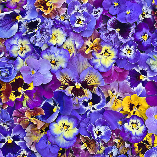 Hand Picked - Perfect Pansies - Violet Purple - DIGITAL PRINT