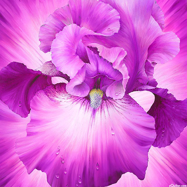 Lush - Irresistible Iris - Grape Purple - 43" x 44" PANEL