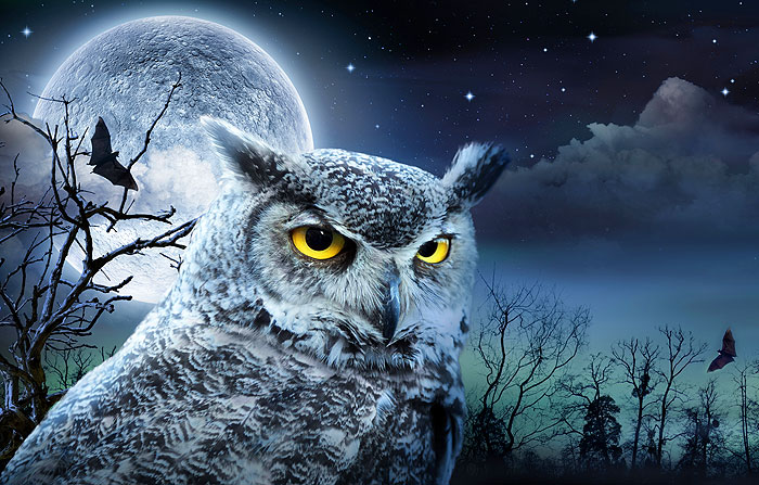 Halloween Owl - Midnight Blue - 27" x 44" PANEL - DIGITAL PRINT