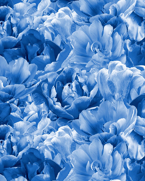 Today's Garden - Blooming Tulips - French Blue - DIGITAL PRINT