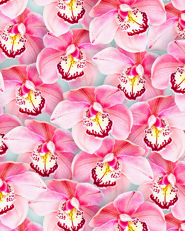 Pink Orchids - Fetching Florals - Raspberry Pink