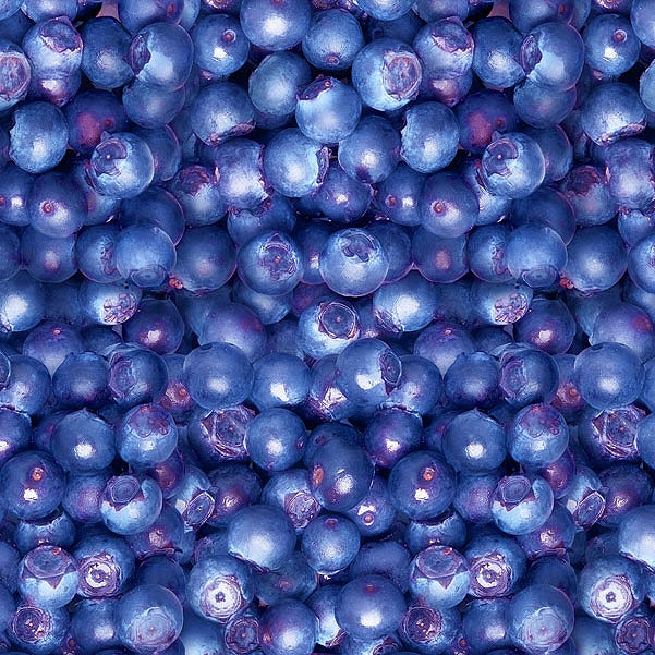 Ripe Blueberries - Cobalt Blue - DIGITAL PRINT