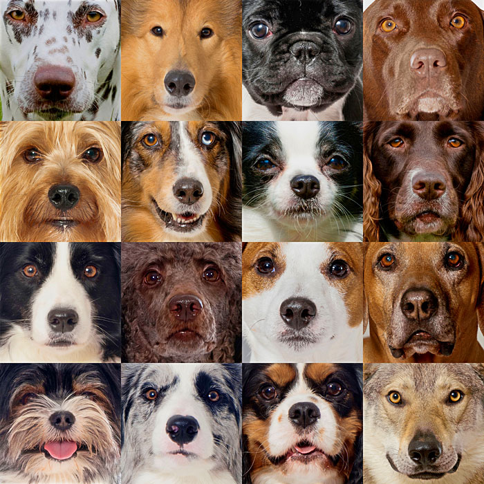 Puppy Nose Close-Ups - Auburn - DIGITAL PRINT