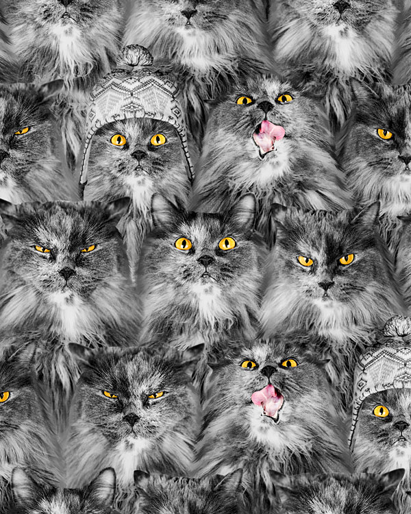 Kitty Faces - Pewter Gray - DIGITAL PRINT