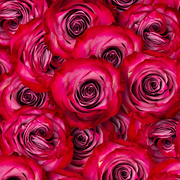 Packed Roses - Lacquer Red - DIGITAL PRINT