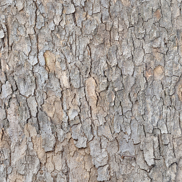 Tree Bark - Ashwood Gray - DIGITAL PRINT