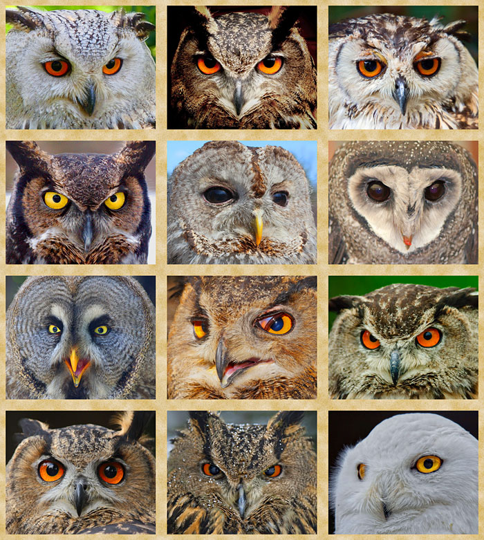 Owls - Wise Eyes - Lt Sand - 24" x 44" PANEL - DIGITAL PRINT