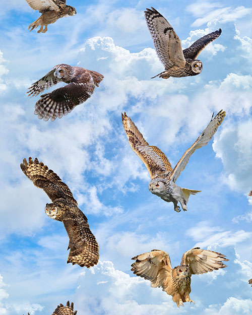 Owls - In Flight - Sky Blue - DIGITAL PRINT