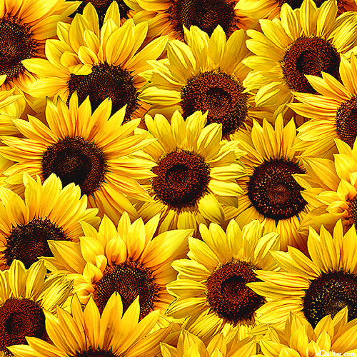 Sunflower Sunset - Packed Sunflowers - Golden Yellow