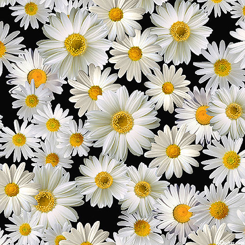 Advice From A Sunflower - Blooming Daisies - Black - DIGITAL