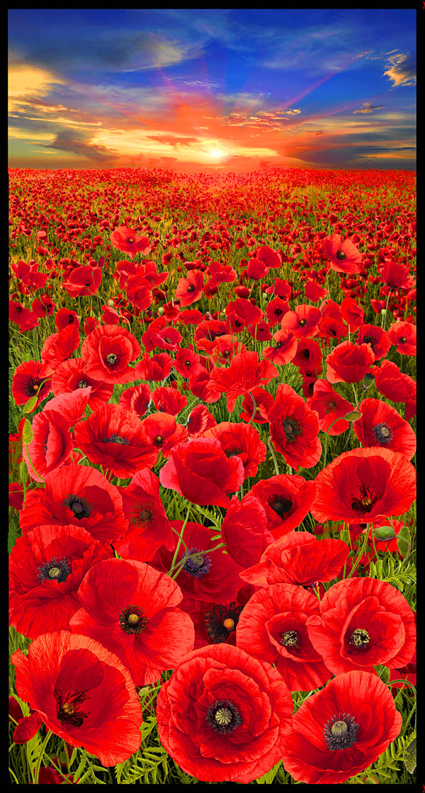 Sunset Poppies - Floral Fields - Poppy Red - 24" x 44" PANEL
