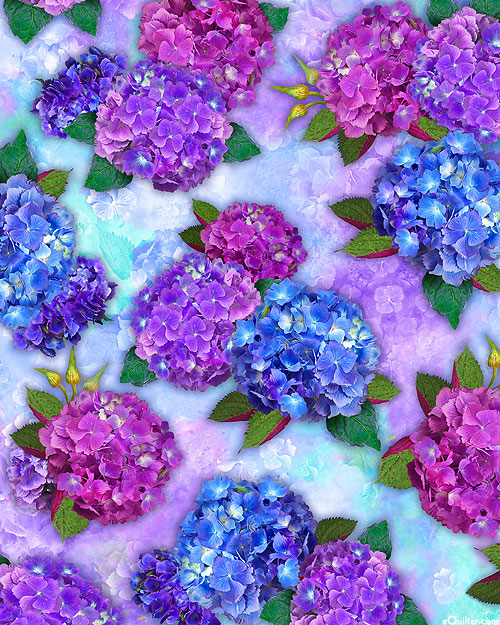 Hydrangea Blooms - Columbine Purple