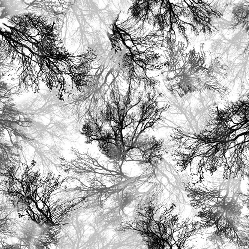 Tree Dance - Arboreal Shadows - White - DIGITAL